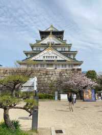 【2024年桜】大阪城の桜