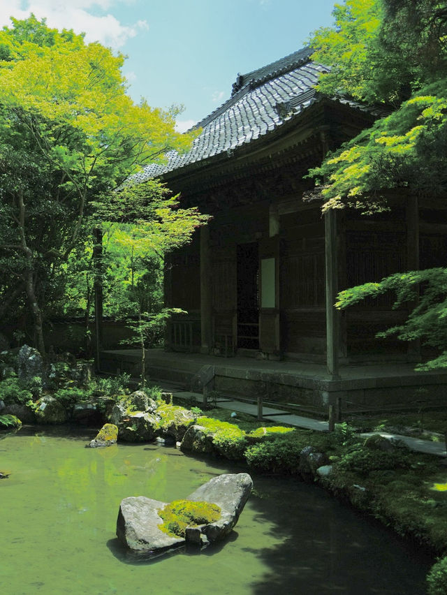 【京都】新緑の庭園が美しい✨ホントは教えたくない穴場の新緑スポットを紹介🔍