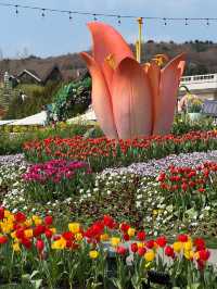 봄 축제🌸 에버랜드 튤립축제🌷 with 산리오