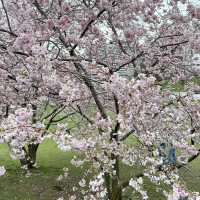 Blossom Sakura in Olympic Park, Munich