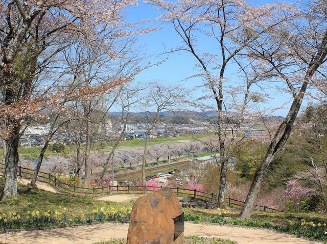 Cherry Blossom in Funaoka Castle Ruins Park