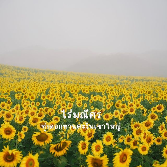 ทุ่งทานตะวันกว่า 100 ไร่สวนดอกไม้ที่ไทยก็สวยนะ