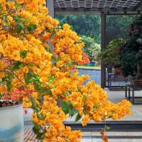 澳門花城公園：自然禪境～漫步放鬆