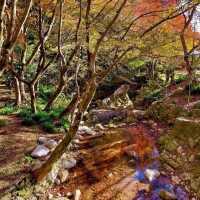 【佐賀観光】逆さ紅葉🍁は圧巻