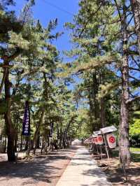 【島根出雲】最強縁結びスポット✨出雲大社