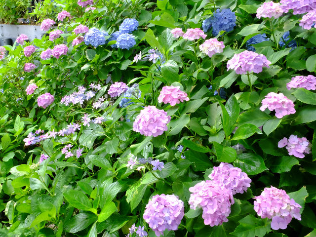 【東京近郊】‼️繡球花5月29日盛開見頃活動開始‼️@鎌倉長谷寺，六月必遊景點！