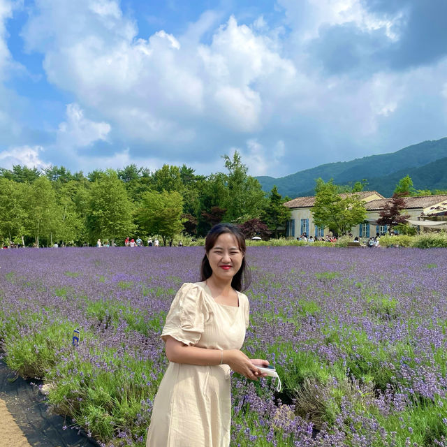 강원도 보라빛 여름여행💜 하늬 라벤더팜