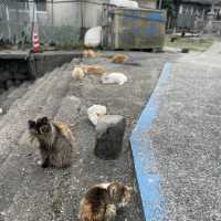 【愛媛】フェリーで行く猫の島🐈