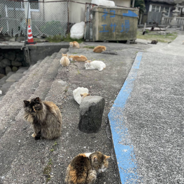 【愛媛】フェリーで行く猫の島🐈