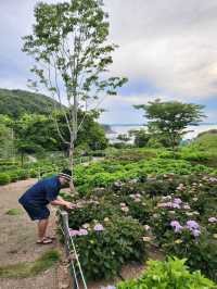 수국은 아직 더 기다려야한 가덕도 야생화단지🌸