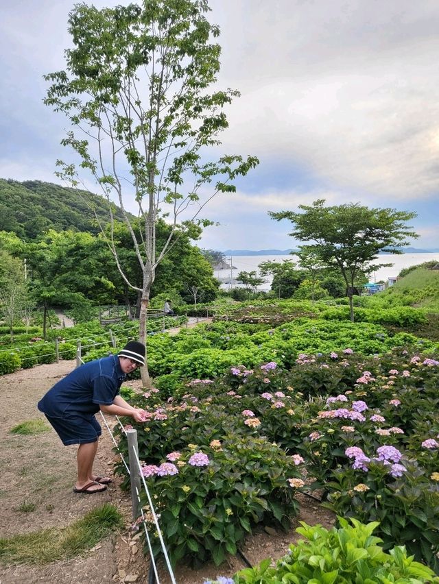 수국은 아직 더 기다려야한 가덕도 야생화단지🌸