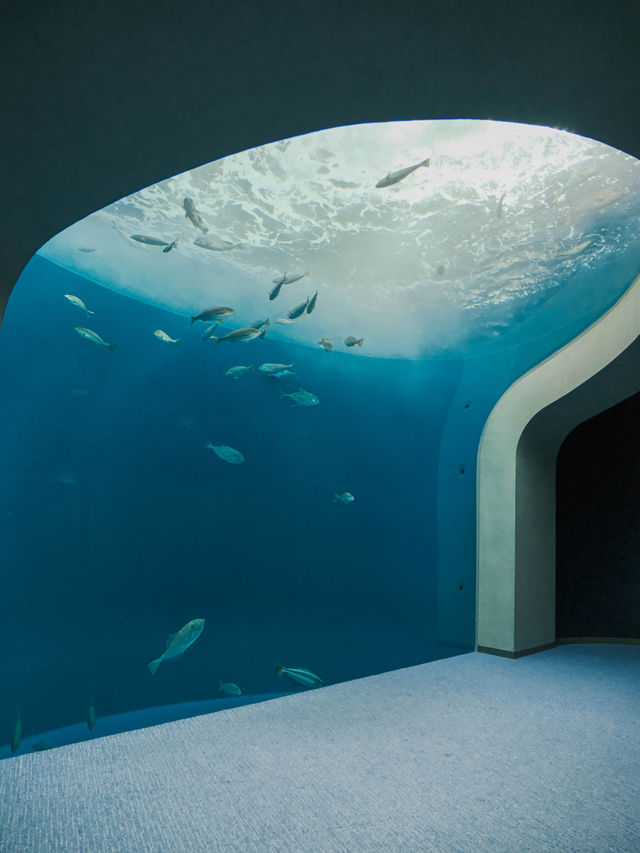 日本 ｜ 香川縣海濱絕景 四國水族館🐟