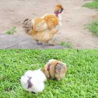 AlpacaHill สวนสัตว์ที่น่ารักสุด ๆ ในสวนผึ้งค่ะ