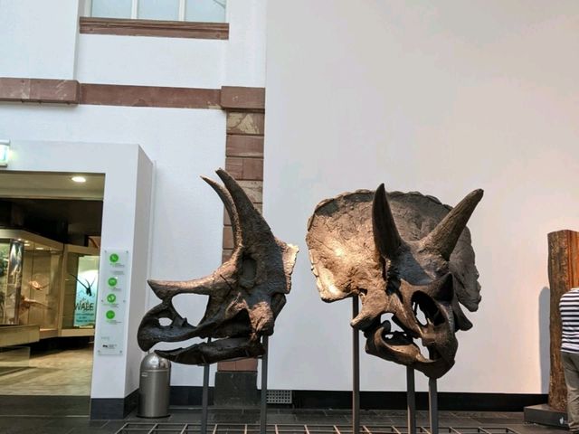 Fun Visit to the Frankfurt Natural History Museum