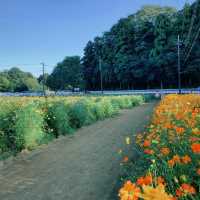 荷蘭公園：綠意盎然