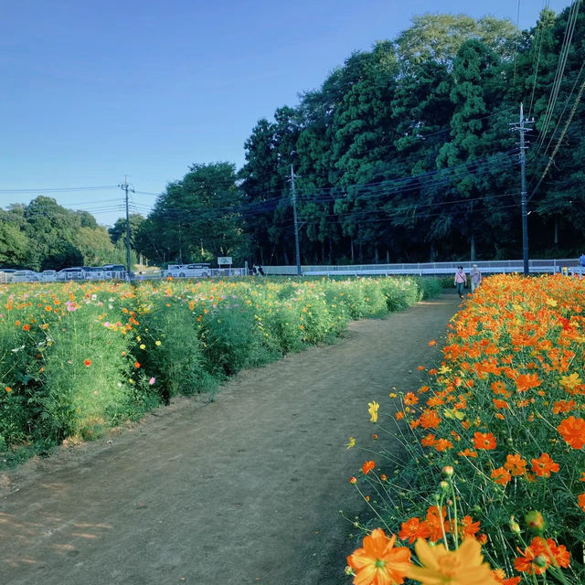 荷蘭公園：綠意盎然
