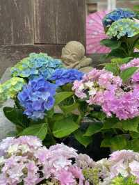 圧巻！大仏様とカラフルな紫陽花のコラボ🤗💠💐✨