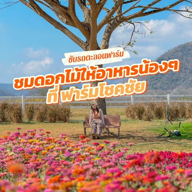 มาขับรถเที่ยว ตะลอนฟาร์มโชคชัย นครราชสีมา
