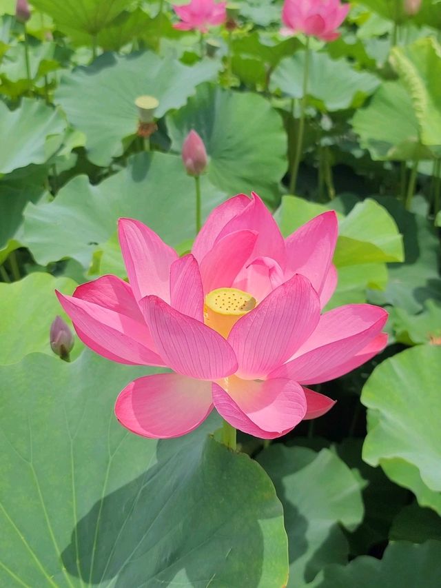 아라연꽃 피는 함안연꽃테마파크🩷