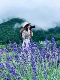 Lake Kawaguchi & Lavender 