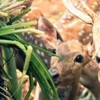 【インドネシア】ジャカルタで動物園に行くならラグナン動物園