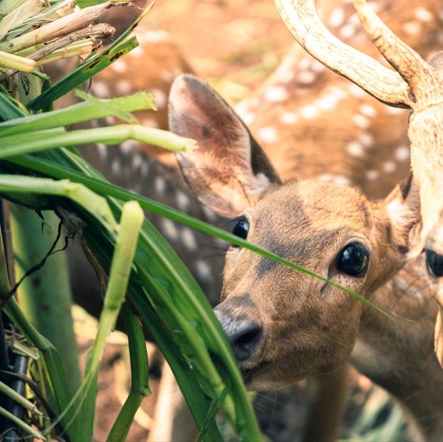 【インドネシア】ジャカルタで動物園に行くならラグナン動物園