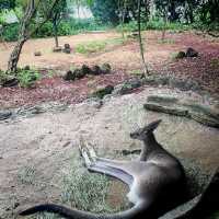 Singapore zoo
