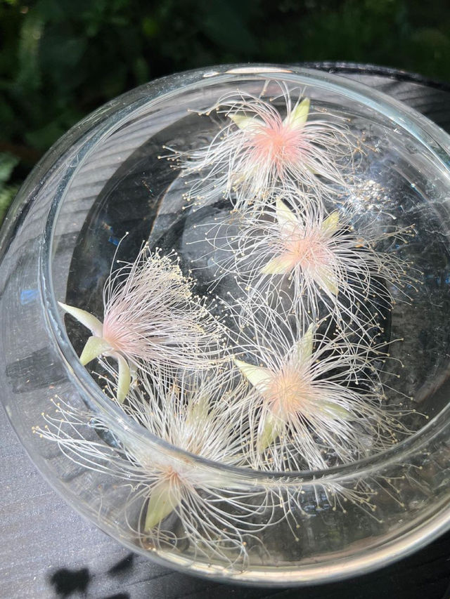 高知 / 朝ドラのモデル！牧野植物園