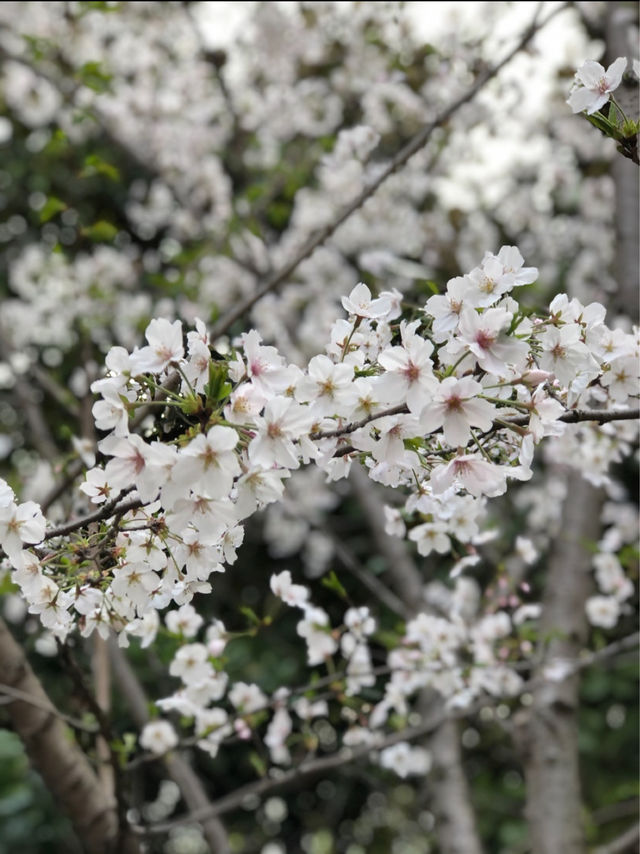 Cherry Blossoms at Gucun Park, Shanghai 🌸🇨🇳
