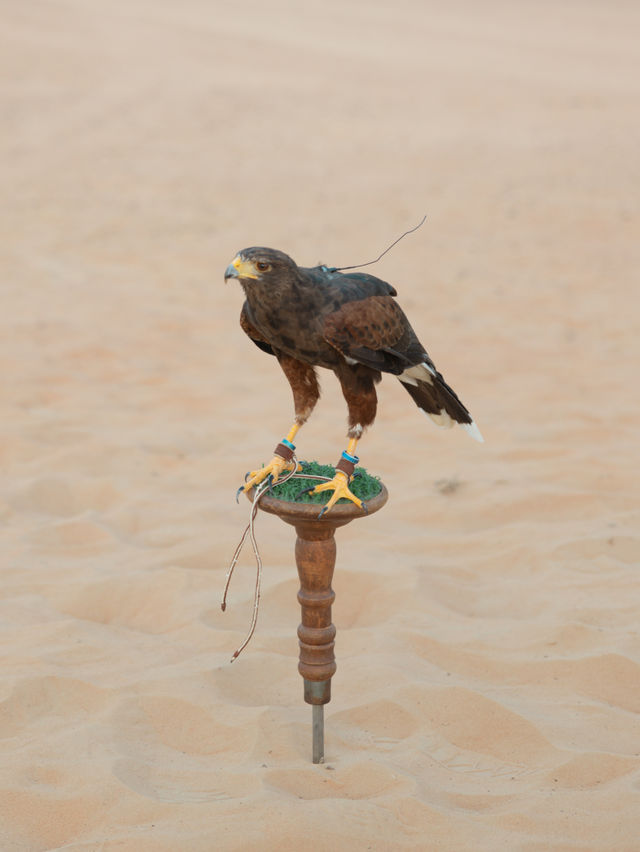 【UAE】ドバイで砂漠ならではのアクティビティ