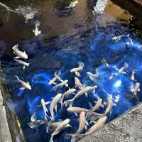 【首爾親子遊】Coex水族館：色彩繽紛海洋生物，100種旅行方式