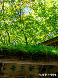 美しい苔と青もみじ癒やされたい！そんな時は【祇王寺】