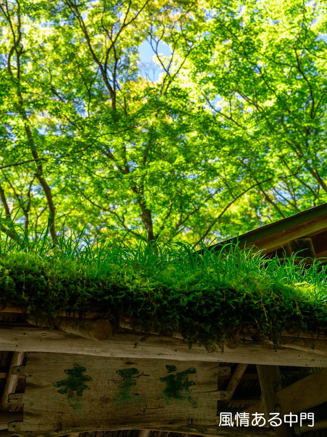 美しい苔と青もみじ癒やされたい！そんな時は【祇王寺】