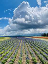 【北海道:上富良野】トラクターバスからのんびり景色を楽しむ「フラワーランドかみふらの」
