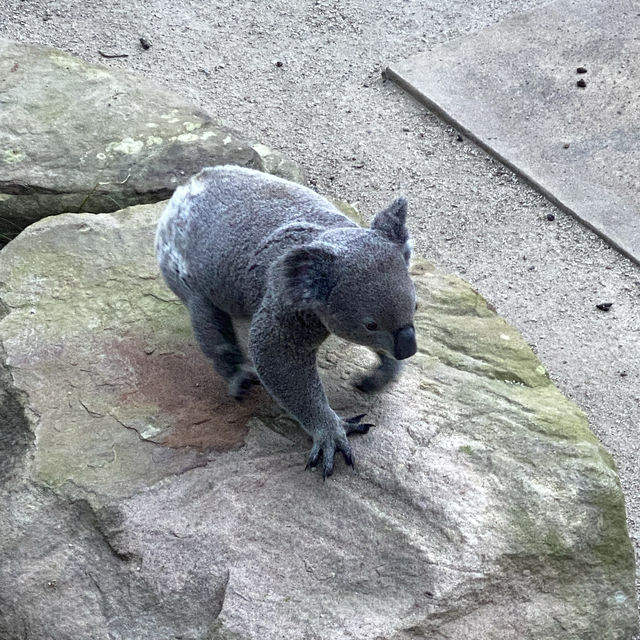 Sleeping Among the Animals: An Unforgettable Stay at Taronga Zoo’s Wildlife Retreat