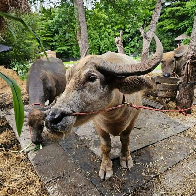 ดูบัวคาเฟ่ นครปฐม 