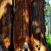 Redwood Forest in USA