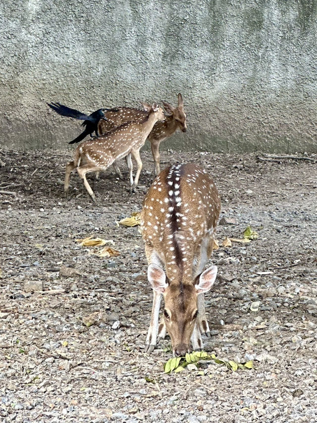 สวนสัตว์เปิด…🦏 เพลิดเพลินทั้งคนและสัตว์ 🦓