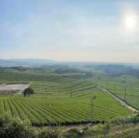 Steeped in Serenity: Yame Tea Paradise
