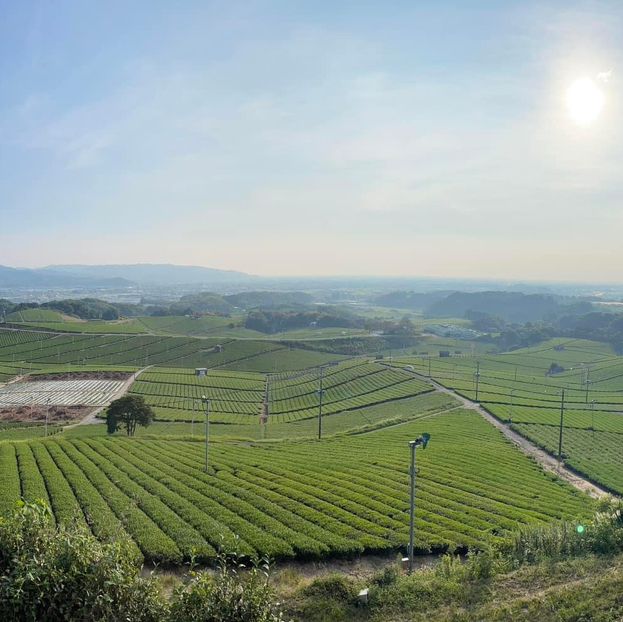 Steeped in Serenity: Yame Tea Paradise
