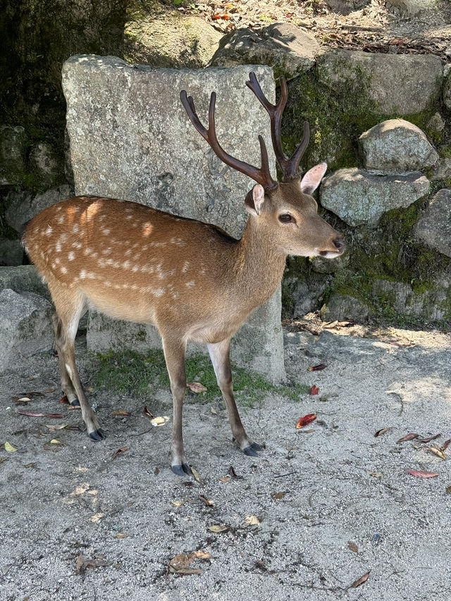 広島の顔！夏の宮島をエンジョイ！