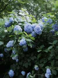明月院：走進紫陽花寺的淡藍色繡球花海