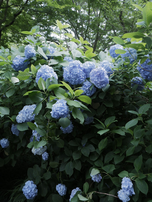明月院：走進紫陽花寺的淡藍色繡球花海