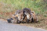 5 Day Tanzania Wildlife Safari Explore Serengeti, Ngorongoro Crater Lake Manyara and Tarangire