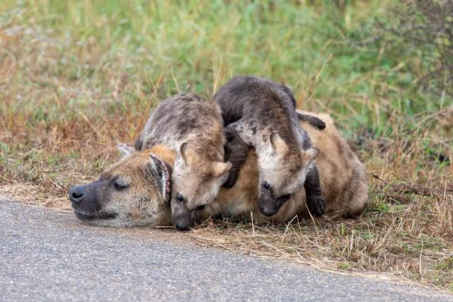 5 Day Tanzania Wildlife Safari Explore Serengeti, Ngorongoro Crater Lake Manyara and Tarangire