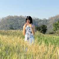 ชมทุ่งข้าวสาลีที่เชียงใหม่🌾