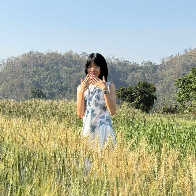 ชมทุ่งข้าวสาลีที่เชียงใหม่🌾