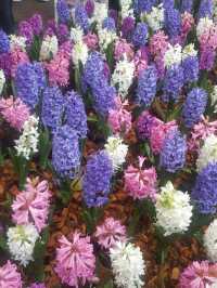CHIANGMAI FLOWER FESTIVAL 