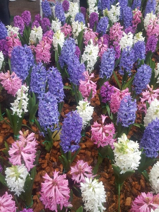 CHIANGMAI FLOWER FESTIVAL 