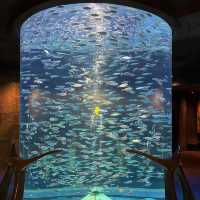 DMM Kariyushi水族館～迷人海洋世界